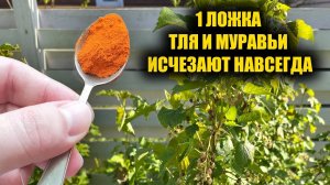 Всего 1 ложка и Тля с Муравьями исчезнет навсегда из огорода и сада