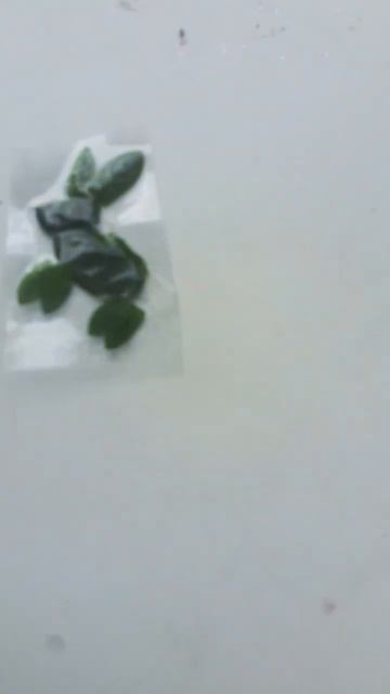 Делаю из листев🍃 зайчика🐰🐇 смотреть онлайн