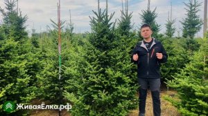 Датская ёлка Пихта Фразера — обзор, основные особенно