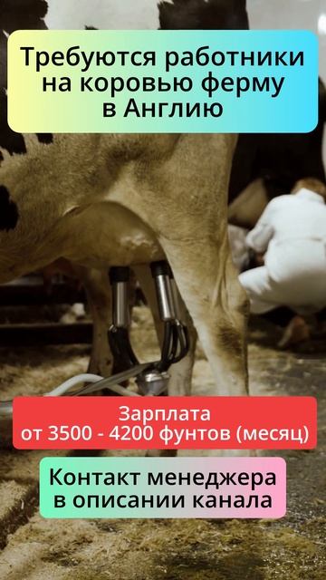 Работа на свежем воздухе — Англия, ферма, коровы и ста?