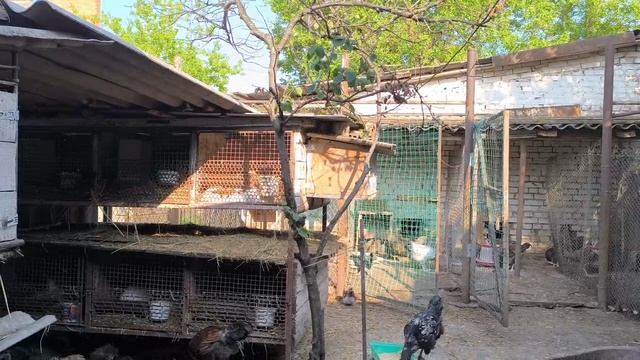 Покрытие Дашки.Обычный день Жизнь на Кубани