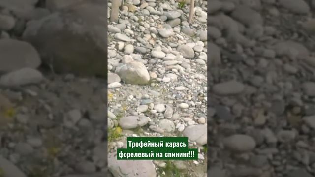 Огромный карась на форелевый спининг. #shorts #viral #viralvideo #f смотреть онлайн