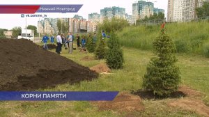 Молодые ели высадили на Волжской набережной в память о героях