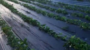 04.06.25 как оно есть!😉
КСД сорта начинают наливать ягоду🍓