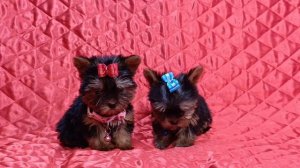 Щеночки йоркширского терьера