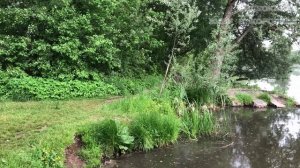 Красивые виды реки Клязьма: тропинка у воды, любимый маршрут для прогулки, уютное местечко