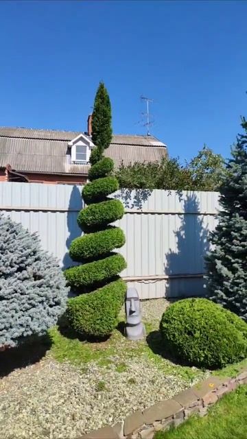 Фигурная стрижка Туи смотреть онлайн