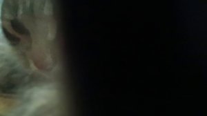 Муська отнимает телефон