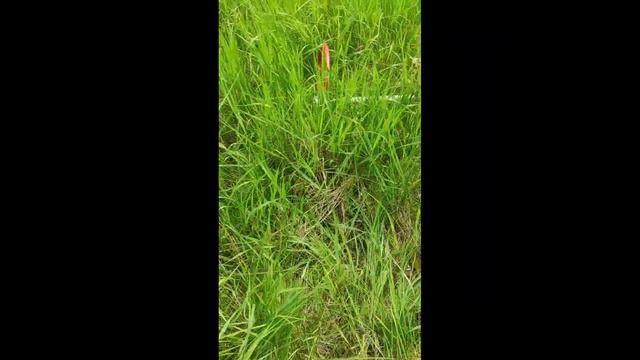 Вышел на коп с обновленным самодельным металлоискате? смотреть онлайн