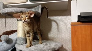 Юми - ориентальная кошечка экстремального типа