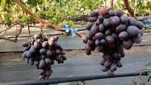 Виноград Не Квазар(Калугин В. М.) 12.08.24г. виноградник Ко?