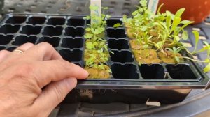 Что можно выращивать в мини теплице?