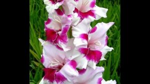 Когда выкапывать гладиолусы: сохраняем луковицы до сл