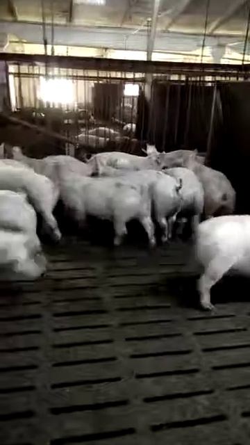 Содержание свиней. Свинокомплекс Pig Farm Ольгинка Украи?