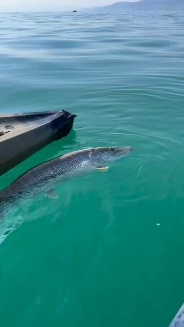 monster pike 🐊 #pike #fishing #huntingandfishing #spinning #охотарыбалка #щука # смотреть онлайн