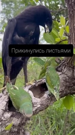 Прикинулись листьями, орел и попугаи - 2025 год