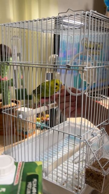 ЧЕЛЛЕНДЖ приручаю попугая. День 1 #shorts #челлендж #приручениепопугая смотреть онлайн