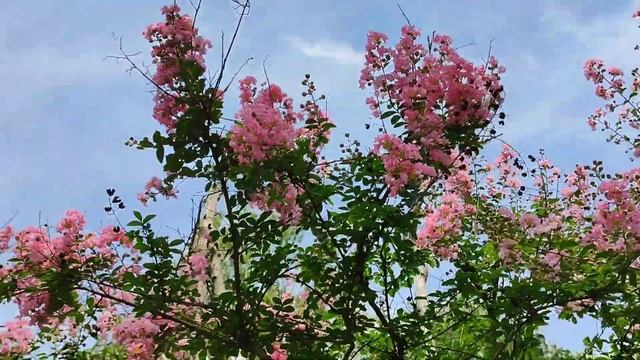 В парке Галицкого цветёт Лагерстремия (индийская сире смотреть онлайн