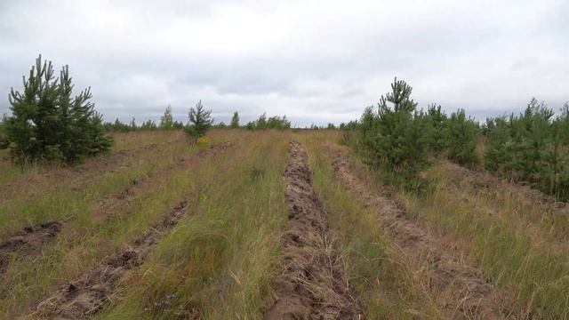 Агроуход в Воронежской области 27 июня 2023 года смотреть онлайн