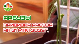 Прививка арбуза на 21 мая 2025г