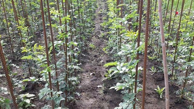 Штамбы подростки на прищипку и окулировку Краснодарский край май 2025