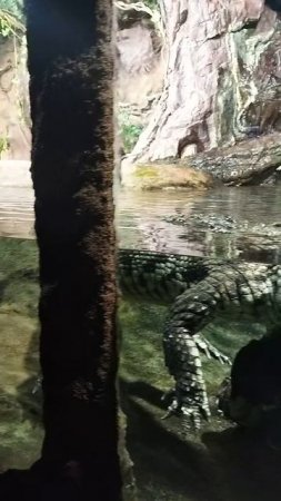 Опасный крок