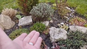 Моя любимая дача. Обзор сада в конце апреля 2025г.