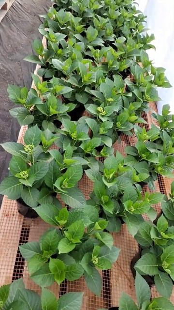 Jip Blue #гортензия #гортензиякрупнолистная смотреть онлайн