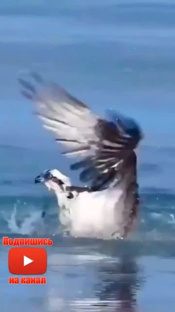 Ястреб - крутое пике. Мастер рыбной ловли смотреть онлайн