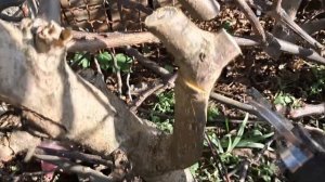 Аккумуляторный секатор не включается -  типа"ремонт".