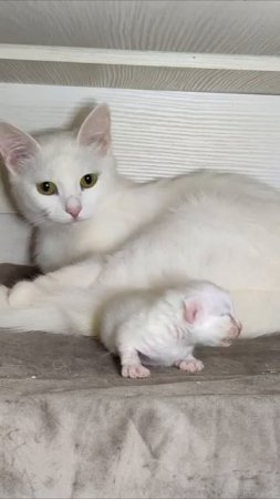 Новорожденный котенок мяукает. День четырнадцатый - 2024 год