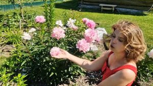 Пион "ДЖОКЕР" - красавец, достойный каждого сада!