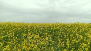 Релаксация. Звуки природы. Цветение рапса 2025 год.