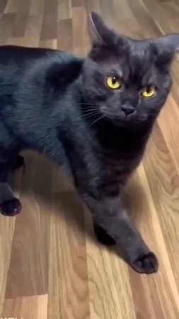 Показал кота ветеринару -кот хороший (2025 год)