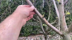 Азбука обрезки. Как правильно делать срезы