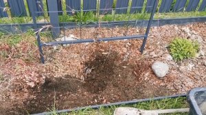 Вторая подкормка роз. Прошу совет по формированию клу?