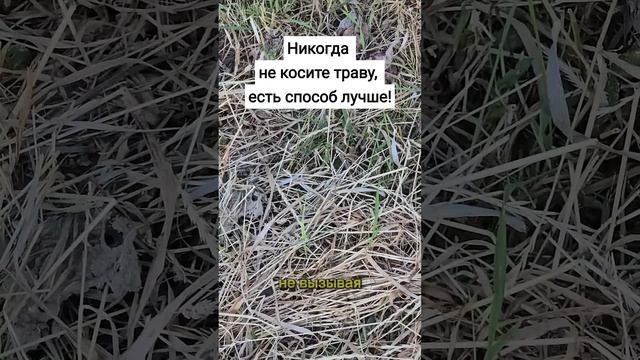 Никогда не косите траву, есть способ лучше! #сад #огоро? смотреть онлайн