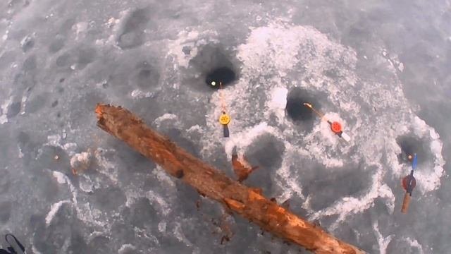НАЛИМ. FISHING BURBOT. НА ЖЕРЛИЦЫ В МАЕ. ЧАСТЬ 1/3