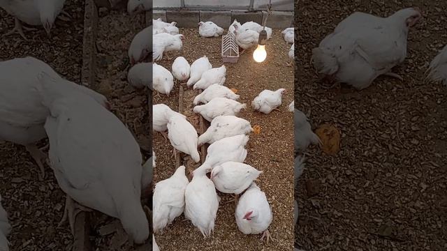 выращивание бройлеров в теплице. распробовали мешанк? смотреть онлайн