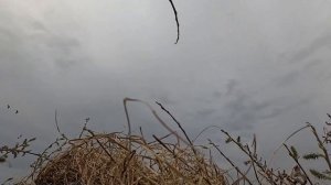 ОХОТА НА ГУСЯ 2025г. ГУСИ САДЯТСЯ  НА ГОЛОВУ!!!