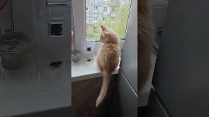мои маленькие