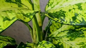 Диффенбахия Банана супер ГИГАНТ