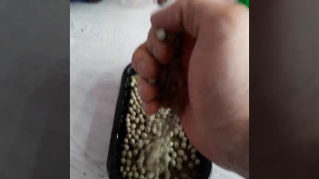 Никаких секретов! Микрозелень гороха! Такого сладкого смотреть онлайн