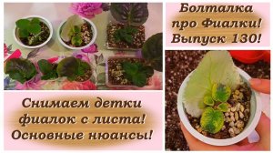 Болталка про Фиалки! Выпуск 130! Снимаем детки фиалок с листа! Основные нюансы!