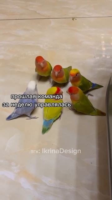 #cat #вебдизайн #коллектив #работа #мем #юмор смотреть онлайн