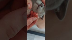 Смена зубов у кошки. Выламываю молочные зубы. Кошке 5 м?