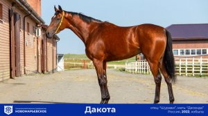 Предлагается к продаже: Перспективная молодая кобыла Дакота (Dakota)