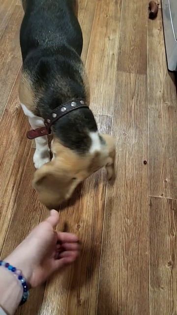 бигль Баньти кушает гранат #бигль #собака #beautiful #funnydogs # смотреть онлайн