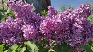 Когда цветет сирень, ангелы спускаются на землю