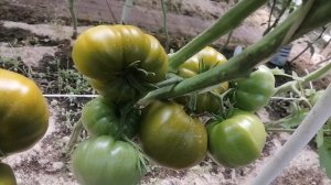 Томат Буржуй